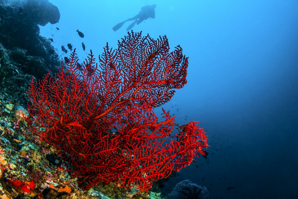 coraux rouge