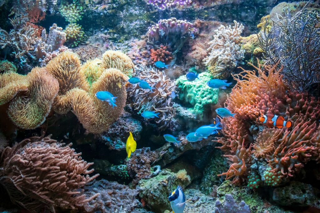 Différents poissons autour des coraux