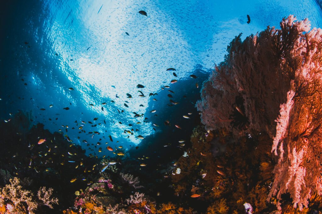 Groupe de poisson avec un récif coralien