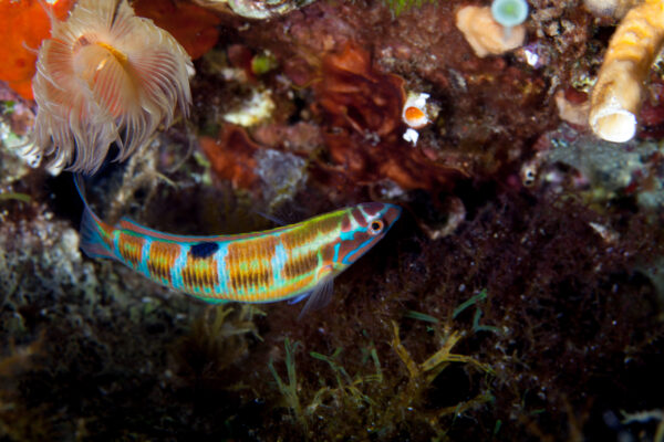 La girelle, une espèce marine observable à Saint Raphaël