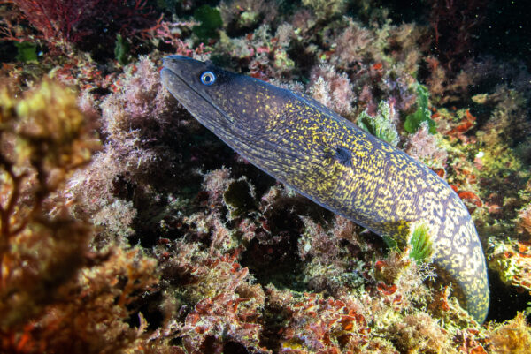 La Murène Commune, une espèce marine observable à Saint Raphaël