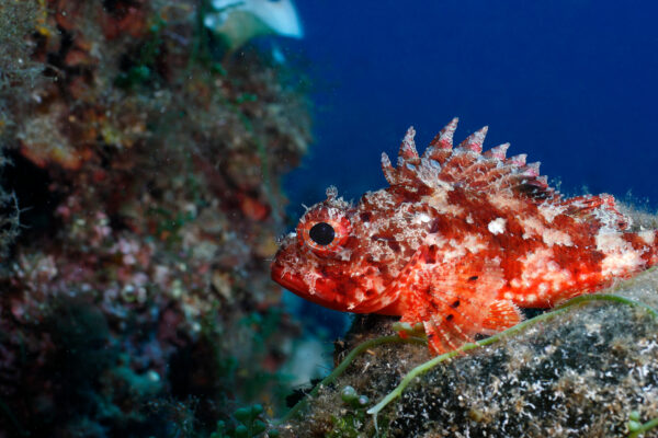 La petite Rascasse Rouge, une des espèces marines observable à Saint Raphaël